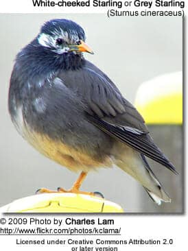 hite-cheeked Starling or Grey Starling (Sturnus cineraceus)