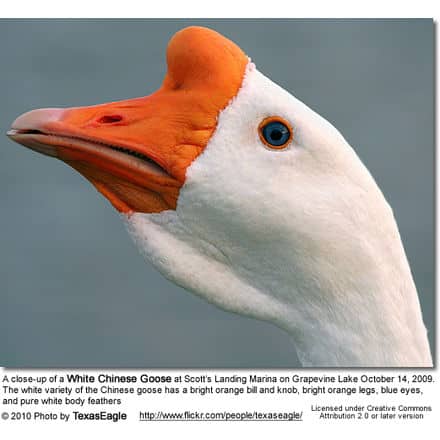 A close-up of a White Chinese Goose at Scott’s Landing Marina on Grapevine Lake October 14, 2009. The white variety of the Chinese goose has a bright orange bill and knob, bright orange legs, blue eyes, and pure white body feathers