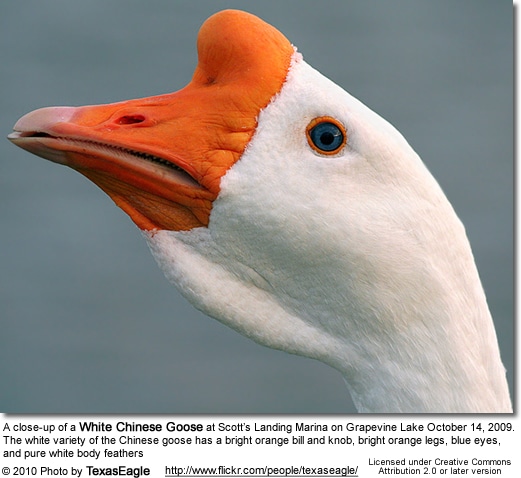 A close-up of a White Chinese Goose at Scott’s Landing Marina on Grapevine Lake October 14, 2009. The white variety of the Chinese goose has a bright orange bill and knob, bright orange legs, blue eyes, and pure white body feathers