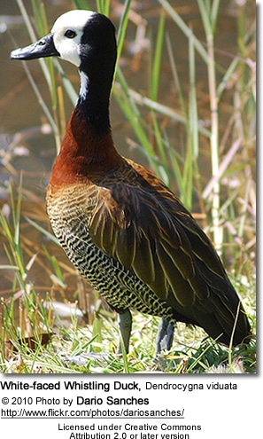White-faced Whistling Duck