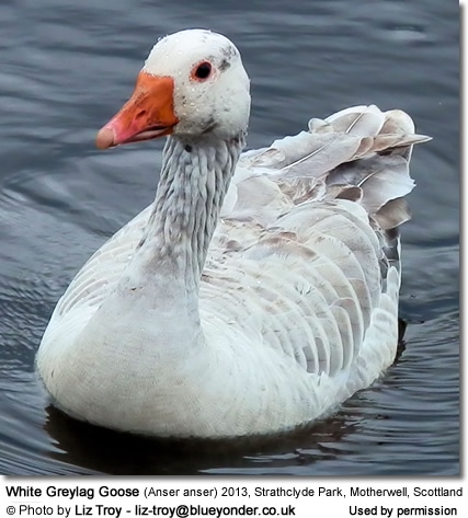Eastern Greylag Goose (Anser anser rubrirostris