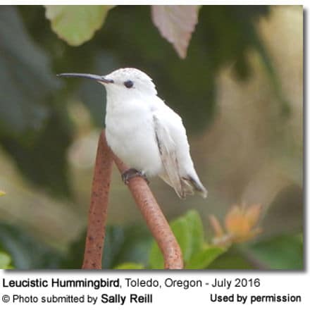 White Hummingbird in Oregon