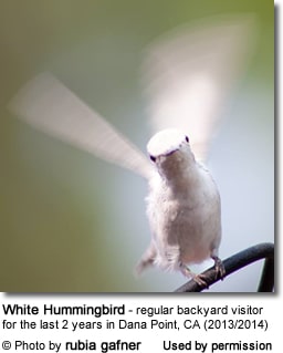 White Hummingbird photographed in Dana Point, California