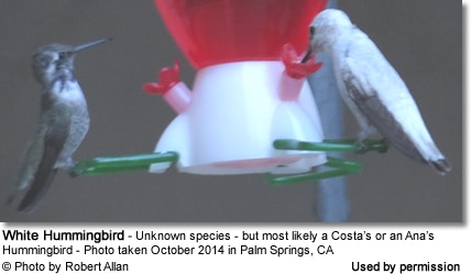 White Hummingbird in Palm Springs