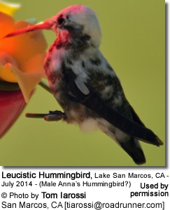 Pied Hummingbird