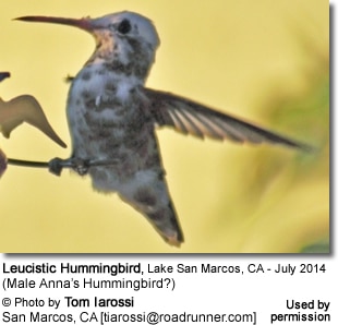 San Marcos - Leucistic Hummingbird