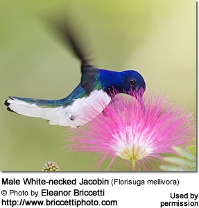 White necked jacobin male