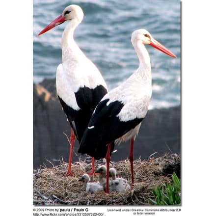 White Stork parent with chicks