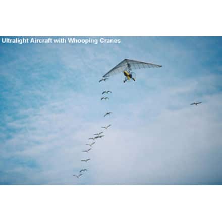 Whooping Cranes following Aircraft