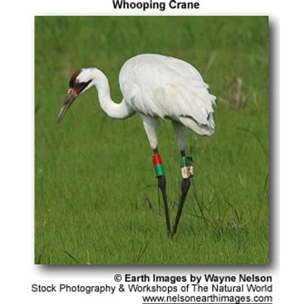 A whooping crane with distinctive leg bands stands on grass, showcasing its white plumage, red crown, and long beak. The majestic bird shares its serene habitat with lesser-known species like the Enggano Scops Owls. The image is credited to Earth Images by Wayne Nelson.
