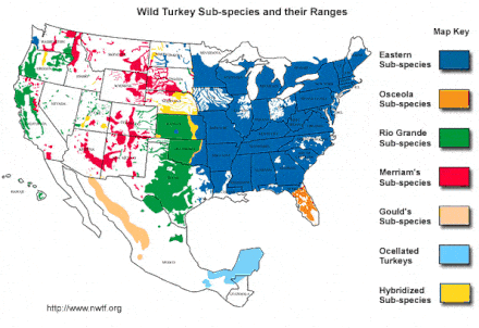 Wild Turkey Distribution Map