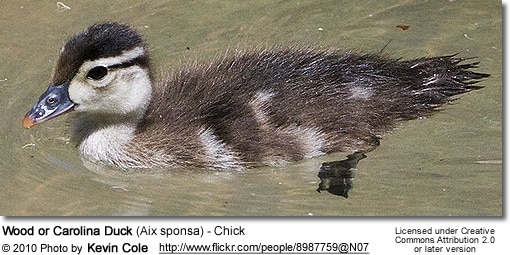 Wood or Carolina Duck (Aix sponsa) - ducklings