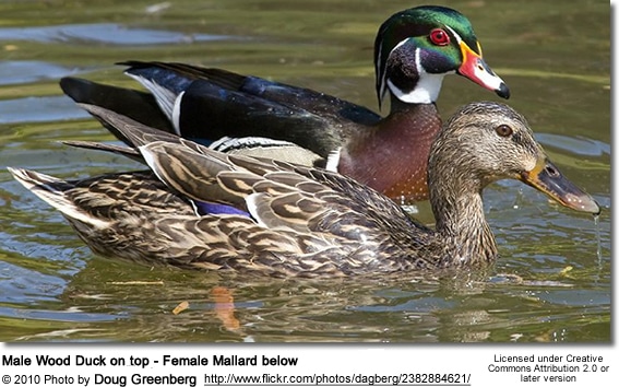 Wood or Carolina Duck (Aix sponsa) - Couple - Female below
