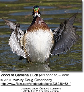 Wood or Carolina Duck (Aix sponsa) - Male