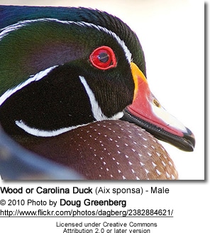 Wood or Carolina Duck (Aix sponsa) - Male