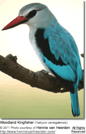 Woodland Kingfisher (Halcyon senegalensis) 