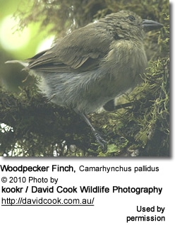 Woodpecker Finch, Camarhynchus pallidus