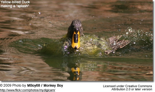 Yellow-billed Duck making a