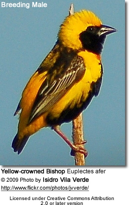 Yellow-crowned Bishop - Breeding Male