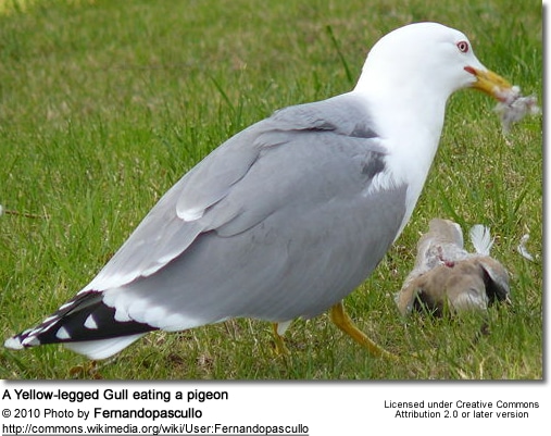 Yellow-legged Gull eating a pigeon
