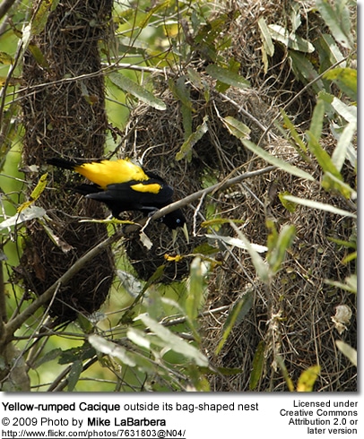 Yellow-rumped Cacique outside its nest