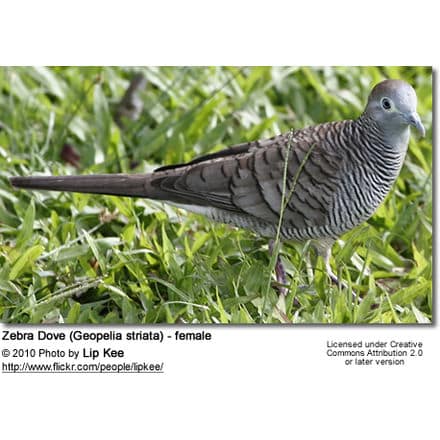 Barred Dove, Barred Ground Dove, Barred Ground-Dove, Peaceful Dove, Peaceful Ground Dove, Zebra Dove, Zebra Ground Dove, Zebra Ground-Dove - Female