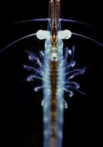A Tiny Crustacean Magnified